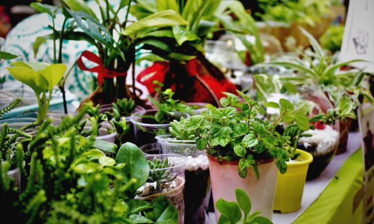 Best Fertilizer for Indoor Plants